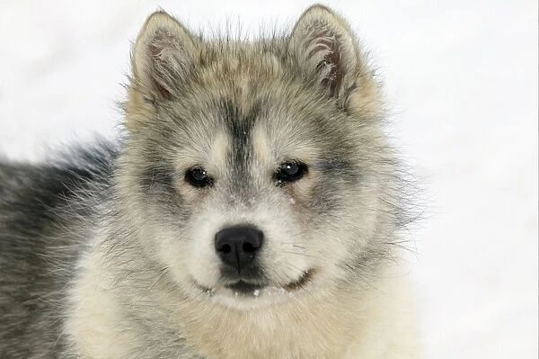 Arctic  /  Siberian Husky - puppy, close-up of face. Churchill. Manitoba, Canada