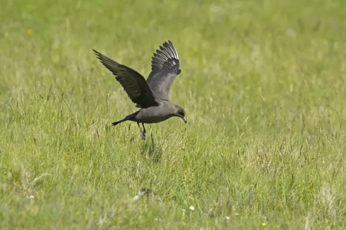 Framed Print : Arctic Skua (Dark Phase) - Coming in to Land Mousa Island, Shetland, UK BI009935 Framed Print : Arctic Skua (Dark Phase) - Coming in to Land Mousa Island, Shetland, UK BI009935