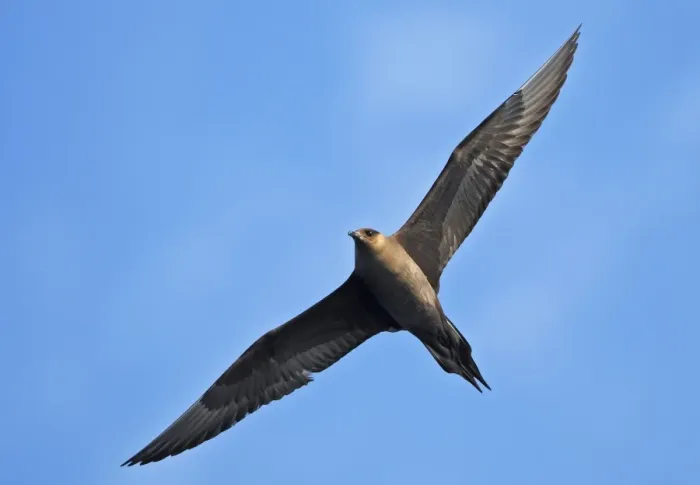 Framed Print : Arctic Skua - in flight - Norway Framed Print : Arctic Skua - in flight - Norway