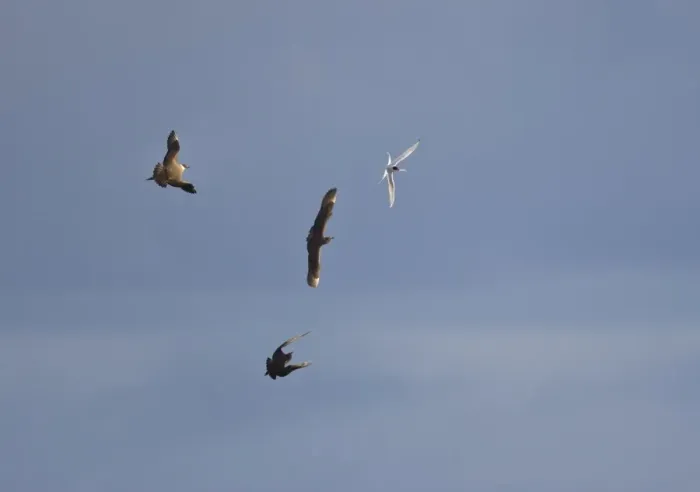Framed Print : Arctic Skua- In flight parasitising- Arctic Terns [Sterna paradisaea]- June-Varranger Fjord - Arctic Norway