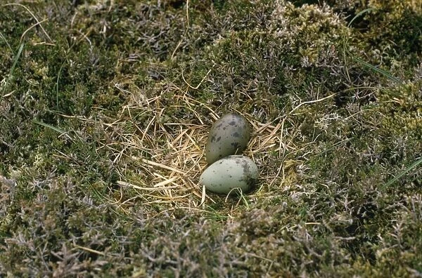 Arctic Skua - nest with eggs
