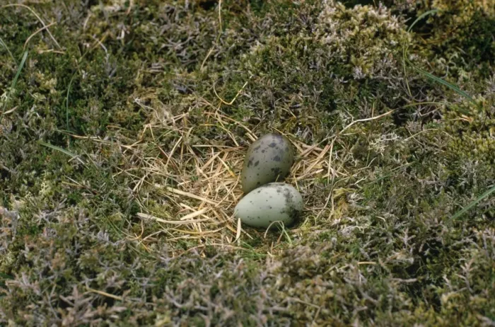 Framed Print : Arctic Skua - nest with eggs Framed Print : Arctic Skua - nest with eggs