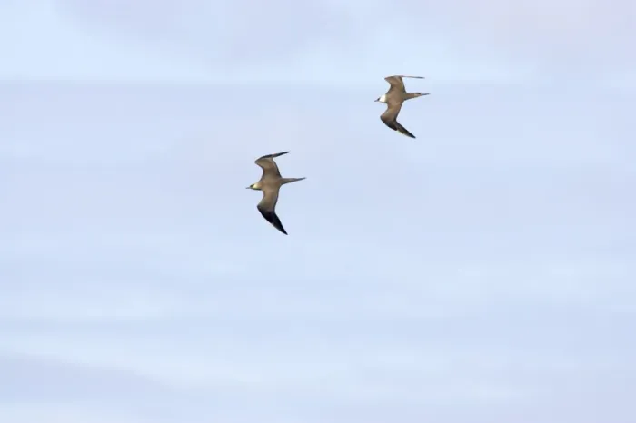 Framed Print : Arctic Skua - Pair in flight Fetlar Island, Shetland, UK BI009929 Framed Print : Arctic Skua - Pair in flight Fetlar Island, Shetland, UK BI009929