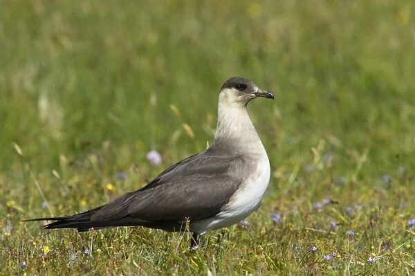 Arctic Skua (Pale Phase) - On Breeding Grounds Mousa Island, Shetland, UK BI009902