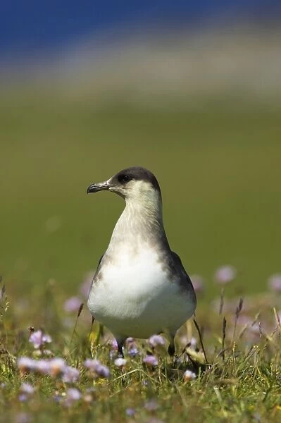 Arctic Skua (Pale Phase) - On Breeding Grounds Mousa Island, Shetland, UK BI009893