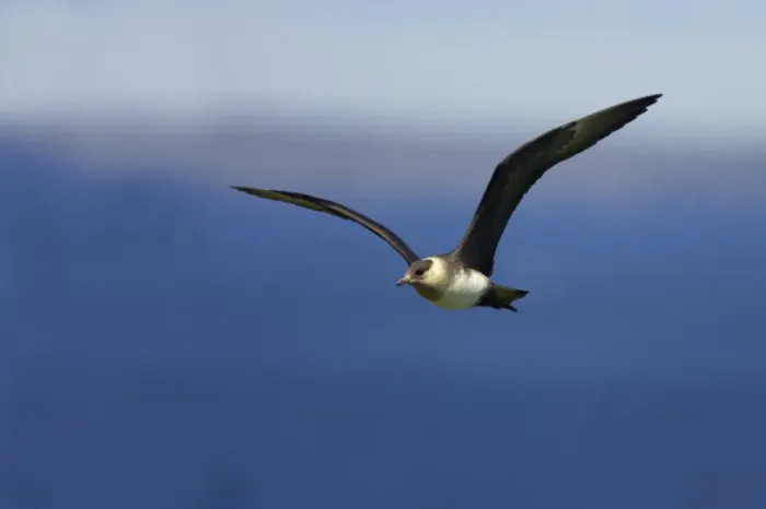 Framed Print : Arctic Skua (Pale Phase) - In Flight Mousa Island, Shetland, UK BI009959 Framed Print : Arctic Skua (Pale Phase) - In Flight Mousa Island, Shetland, UK BI009959