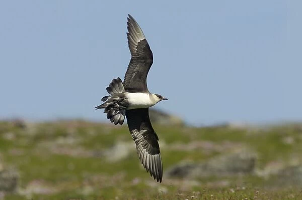 Arctic Skua (Pale Phase) - In Flight Mousa Island, Shetland, UK BI009972