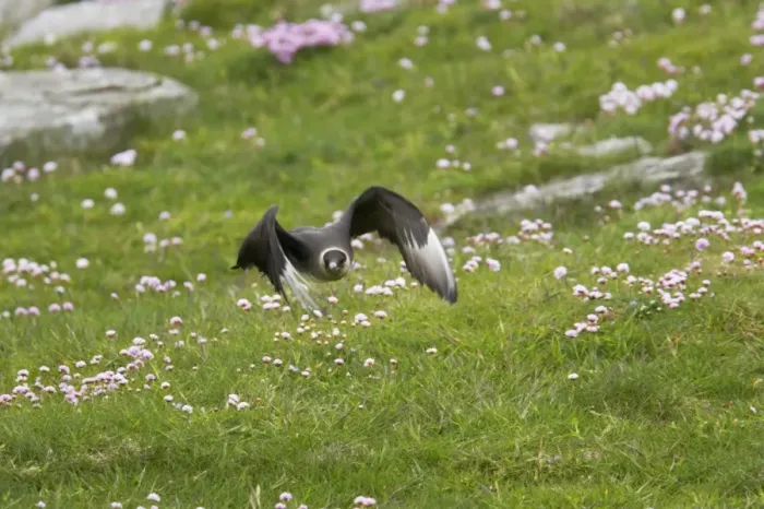 Framed Print : Arctic Skua (Pale Phase) - Taking Off Mousa Island, Shetland, UK BI009981