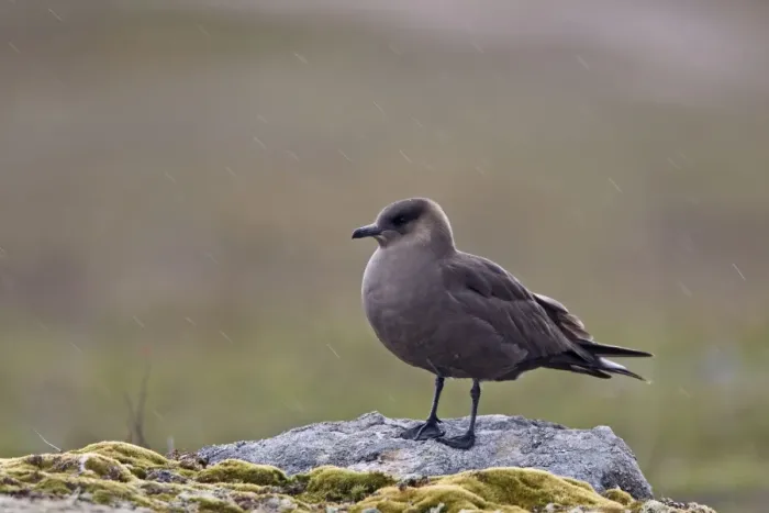 Framed Print : Arctic Skua -Standing on the arctic tundra in sleet- June-Varranger-Arctic-Norway Framed Print : Arctic Skua -Standing on the arctic tundra in sleet- June-Varranger-Arctic-Norway
