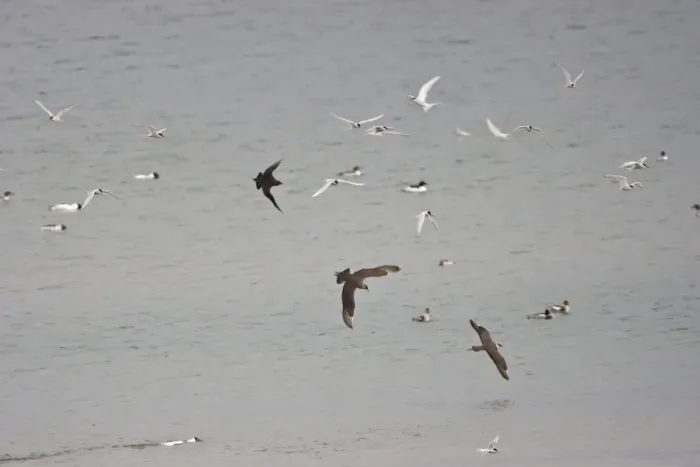 Framed Print : Arctic Skua's and Arctic Terns - [Sterna paradisaea] iun flight over the sea - June- Varanger Fjord- Arctic Noway