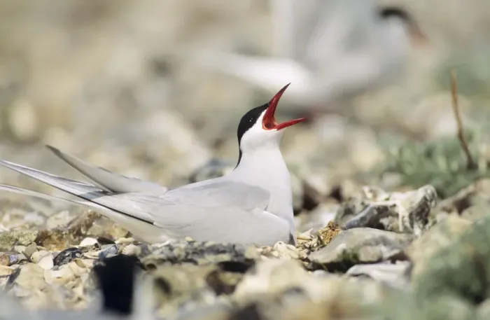 Framed Print : Arctic Tern - adult calling on nest Framed Print : Arctic Tern - adult calling on nest