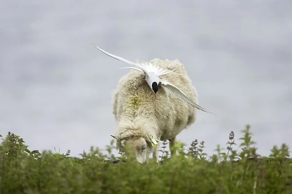 Arctic Tern - Attacking Sheep that has entered breeding territory Shetland Mainland, UK BI010208