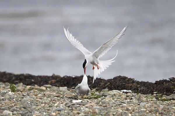 Arctic Tern - Fighting intruder from nest site Shetland Mainland, UK BI010201