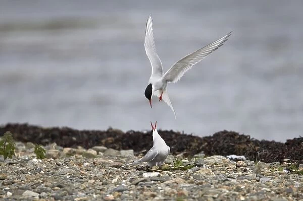 Arctic Tern - Fighting intruder from nest site Shetland Mainland, UK BI010202