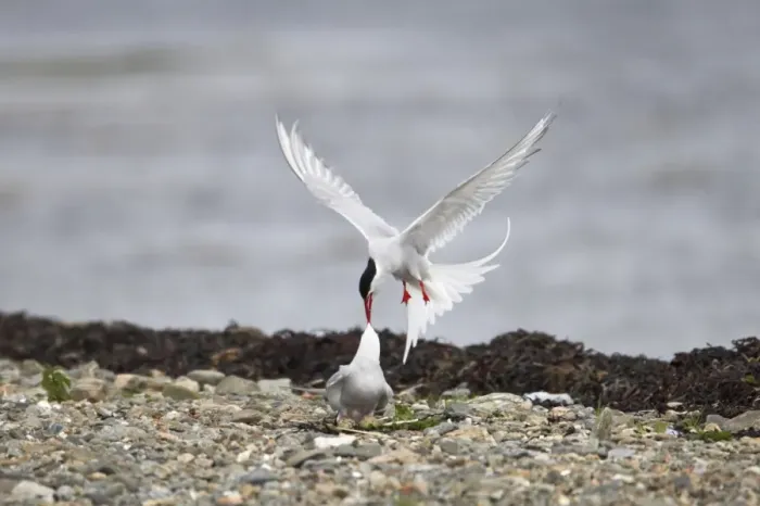 Framed Print : Arctic Tern - Fighting intruder from nest site Shetland Mainland, UK BI010201 Framed Print : Arctic Tern - Fighting intruder from nest site Shetland Mainland, UK BI010201