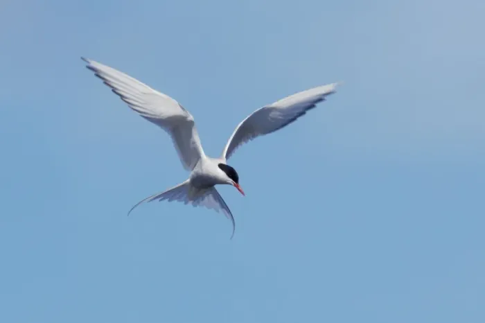 Framed Print : Arctic Tern - Fishing Loch of Funzie, Fetlar, Shetland, UK BI010184 Framed Print : Arctic Tern - Fishing Loch of Funzie, Fetlar, Shetland, UK BI010184