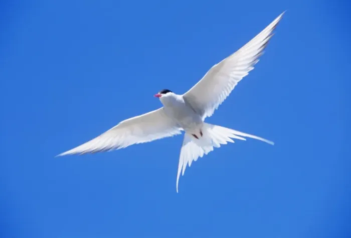 Framed Print : Arctic Tern - in flight Framed Print : Arctic Tern - in flight