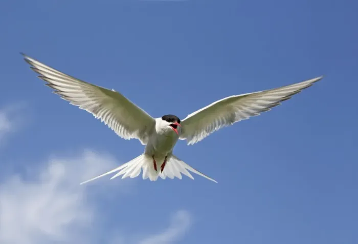 Framed Print : Arctic Tern - in flight calling - Farne Islands - June - Northumberland - UK