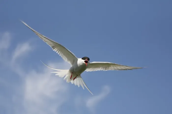 Framed Print : Arctic Tern - in flight calling - June - Farne Islands - Northumberland - England