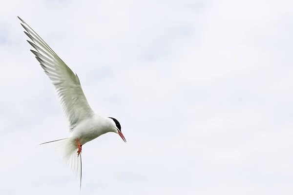 Arctic Tern In flight above nest site Inner Farne Island, Northumberland. England. UK