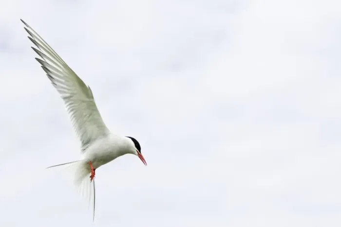 Framed Print : Arctic Tern In flight above nest site Inner Farne Island, Northumberland. England. UK Framed Print : Arctic Tern In flight above nest site Inner Farne Island, Northumberland. England. UK