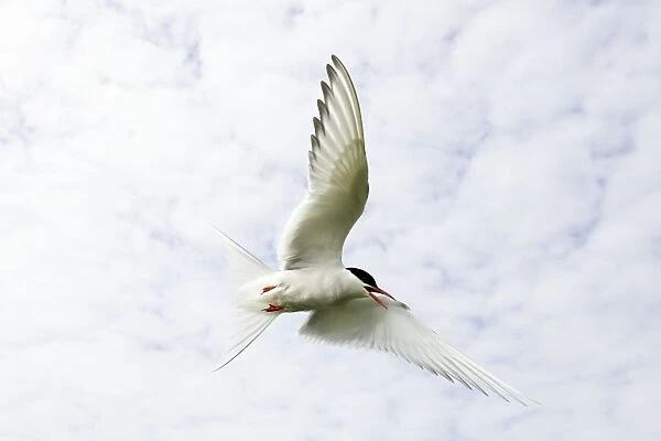 Arctic Tern Iin flight above nest site Inner Farne Island, Northumberland. England. UK