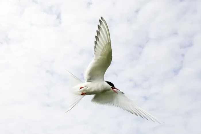 Framed Print : Arctic Tern Iin flight above nest site Inner Farne Island, Northumberland. England. UK Framed Print : Arctic Tern Iin flight above nest site Inner Farne Island, Northumberland. England. UK