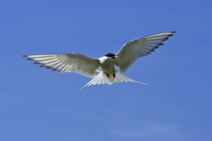 Framed Print : Arctic Tern-in flight hovering, Farne Islands, Northumberland UK