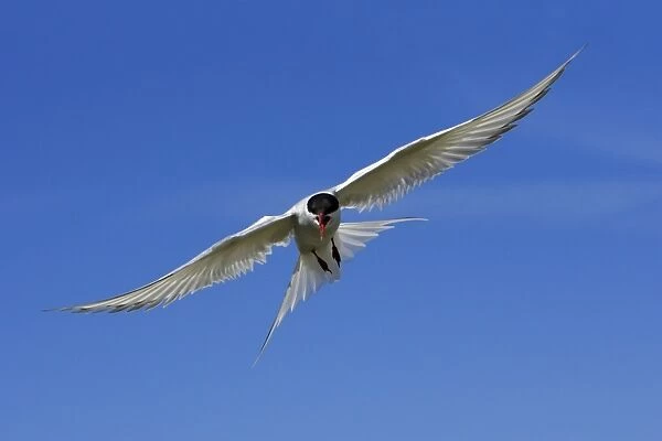 Arctic Tern-in flight showing aggression, Farne Islands, Northumberland UK
