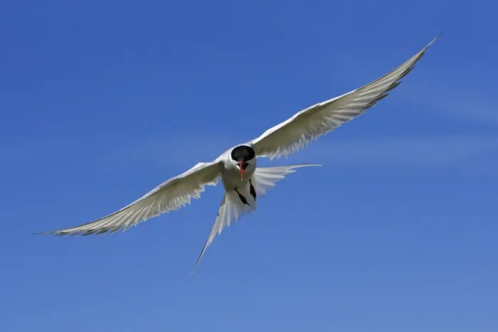 Framed Print : Arctic Tern-in flight showing aggression, Farne Islands, Northumberland UK Framed Print : Arctic Tern-in flight showing aggression, Farne Islands, Northumberland UK