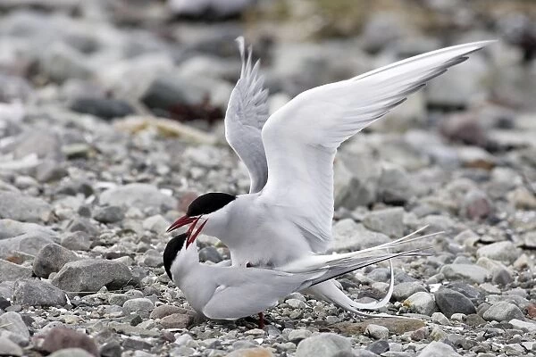 Arctic Tern - pair mating. Varanger fjord - Norway