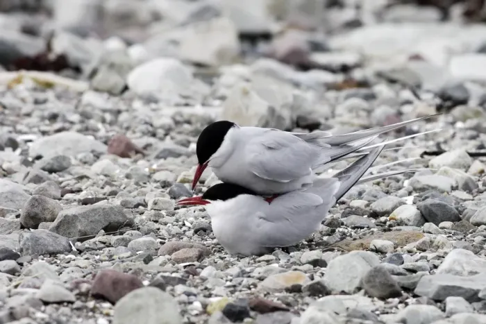 Framed Print : Arctic Tern - pair mating. Varanger fjord - Norway Framed Print : Arctic Tern - pair mating. Varanger fjord - Norway