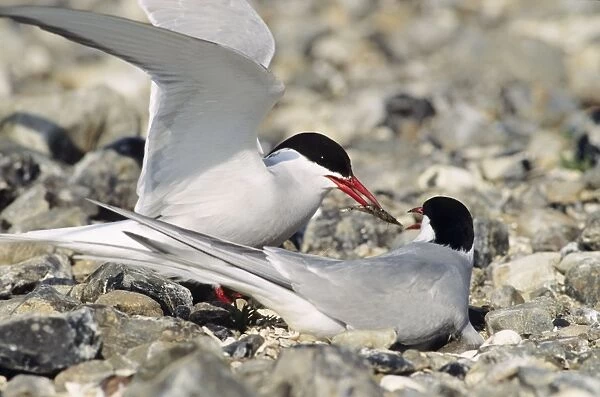 Arctic Tern - pair at nest-greeting ceremony