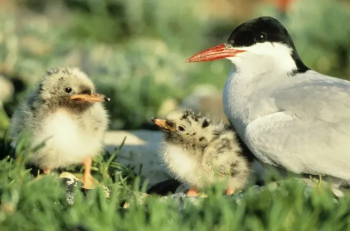 Framed Print : Arctic Tern - parent bird with two chicks Framed Print : Arctic Tern - parent bird with two chicks
