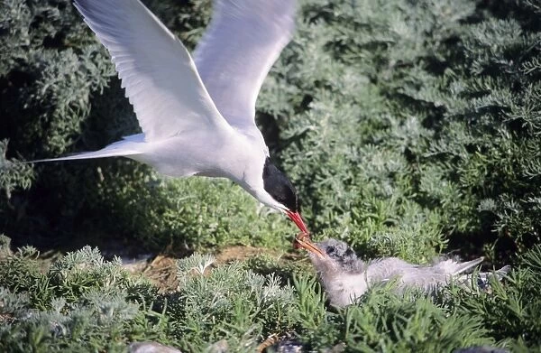Arctic Tern - parent feeding fledgling