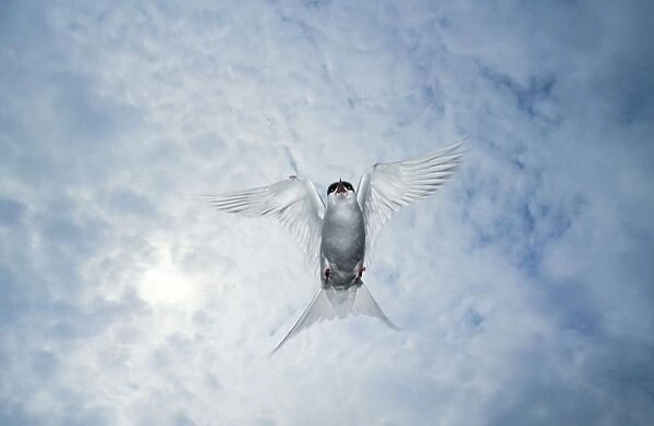 Arctic Tern - showing aggresion - Farne Island - Nurthumberland - UK