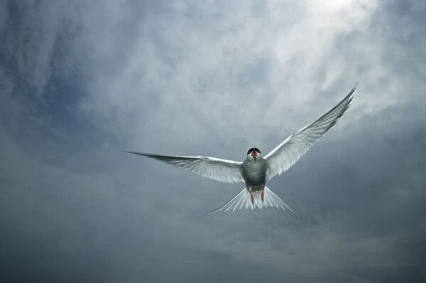 Arctic Tern - Showing aggression towards intruder Farne Islands, Northumberland, UK BI006902