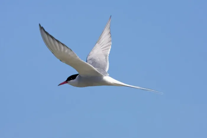 Framed Print : Arctic Tern - Single adult in flight, North Uist, Outer Hebrides, Scotland, UK Framed Print : Arctic Tern - Single adult in flight, North Uist, Outer Hebrides, Scotland, UK
