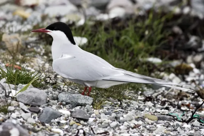 Framed Print : Arctic Tern. Varanger fjord - Norway Framed Print : Arctic Tern. Varanger fjord - Norway