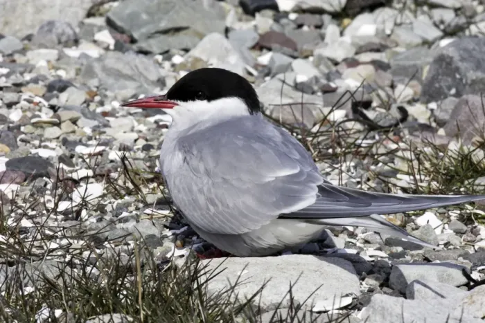 Framed Print : Arctic Tern. Varanger fjord - Norway Framed Print : Arctic Tern. Varanger fjord - Norway