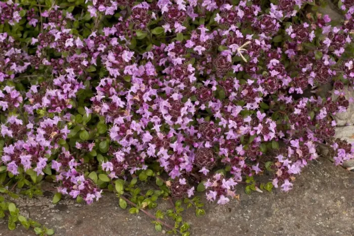 Framed Print : An arctic thyme (Thymus serpyllum ssp. tanaensis), Norway Framed Print : An arctic thyme (Thymus serpyllum ssp. tanaensis), Norway