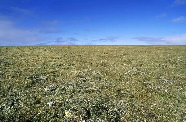 Arctic tundra landscape - a typical plain near Dikson, Russian Arctic. A typical habitat of Siberian Lemming. Summer, August. Di32. 0219