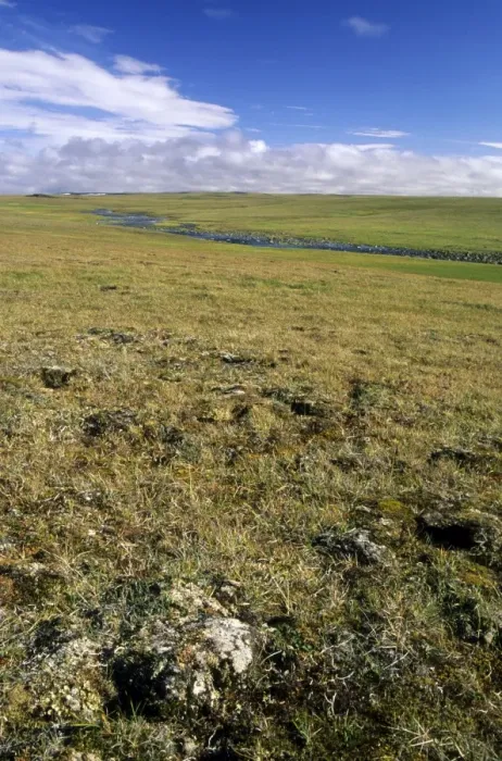 Framed Print : Arctic tundra, a typical landscape near Dikson, Russian Arctic. A typical habitat of Siberian Lemming. August. Di32. 1265 Framed Print : Arctic tundra, a typical landscape near Dikson, Russian Arctic. A typical habitat of Siberian Lemming. August. Di32. 1265