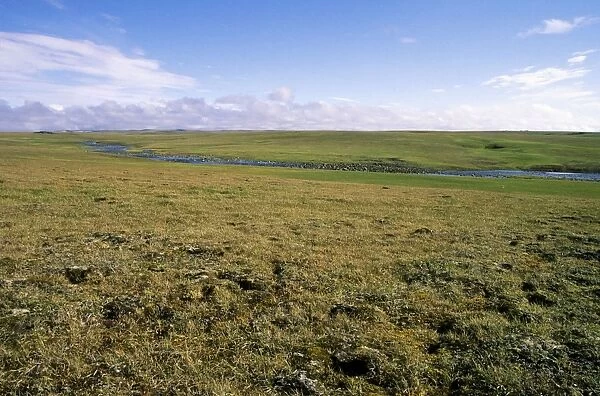 Arctic tundra, a typical landscape near Dikson, Russian Arctic. A typical habitat of Siberian Lemming. August. Di32. 1264