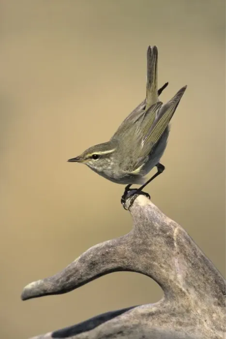 Framed Print : Arctic Warbler Framed Print : Arctic Warbler