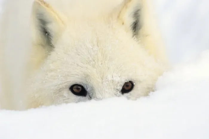 Framed Print : Arctic Wolf / Arctic Gray Wolf in deep snow. MW2620 Framed Print : Arctic Wolf / Arctic Gray Wolf in deep snow. MW2620