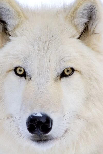 Arctic Wolf  /  Arctic Gray Wolf MW2204