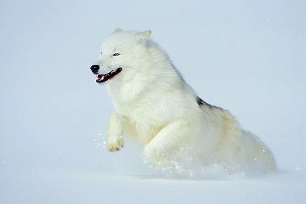 Arctic Wolf  /  Arctic Gray Wolf running in snow. MW2617