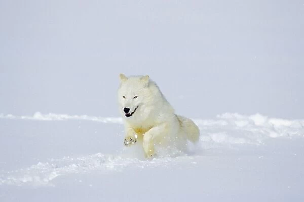 Arctic Wolf  /  Arctic Gray Wolf running in snow. MW2622