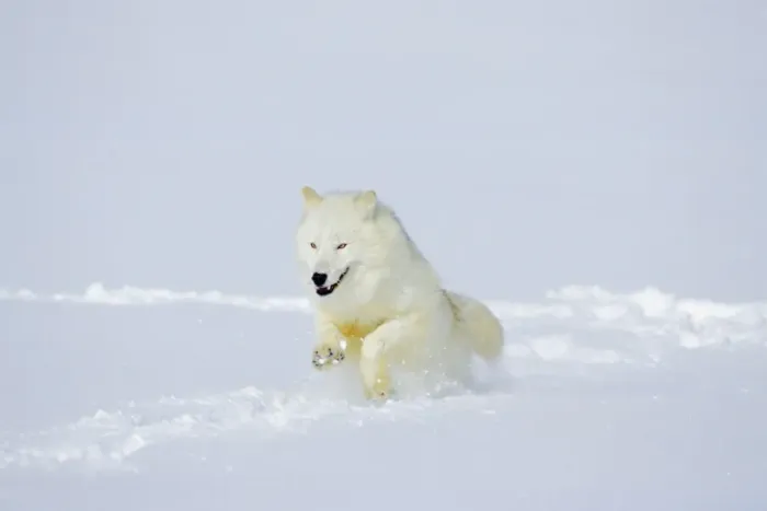 Framed Print : Arctic Wolf / Arctic Gray Wolf running in snow. MW2622 Framed Print : Arctic Wolf / Arctic Gray Wolf running in snow. MW2622